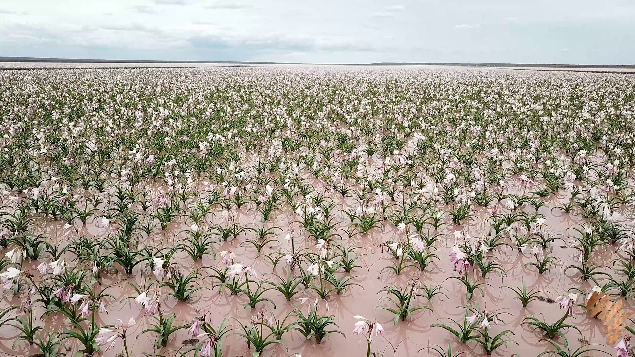 Sandhof Lilies which only appear in a good rain year at a specific location in Namibia.