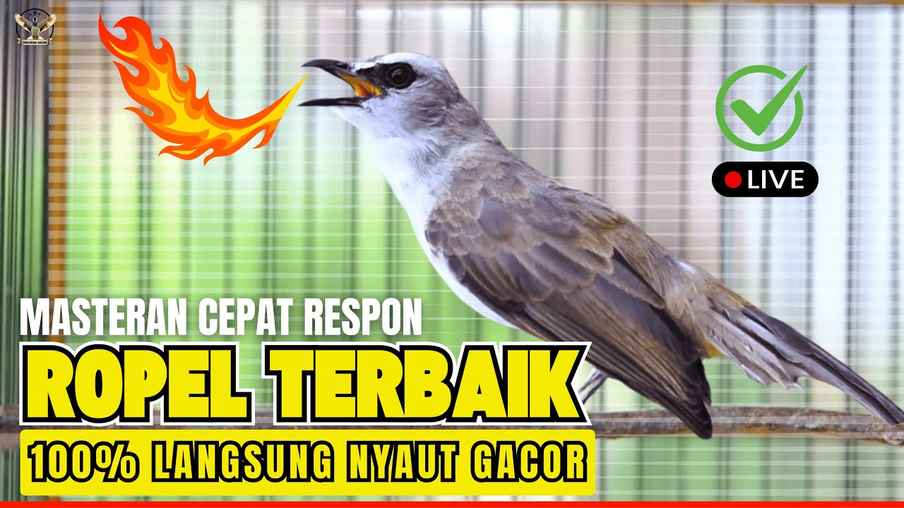 TRUCUKAN GACOR ROPEL PANJANG | Pancingan & Masteran Ampuh Bikin Burung Trucuk Gacor NAYUT Emosi