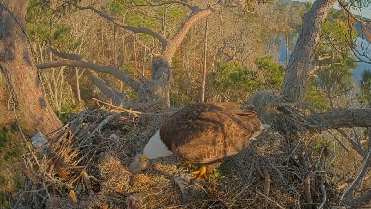 #baldeagle Cam5#04 Review baby birds in the nest - Dad and mother brings food to feed their chicks