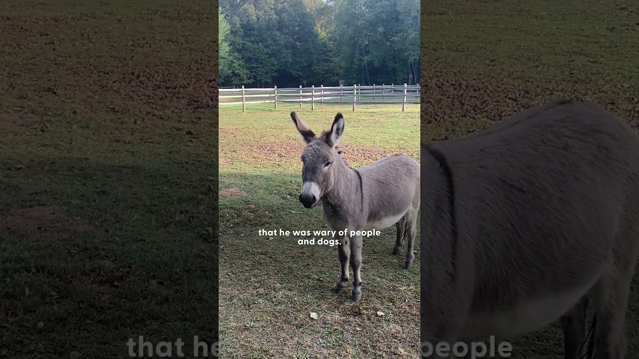 Rescue Pit Bull Finds Unlikely Best Friend in a Donkey | The Dodo