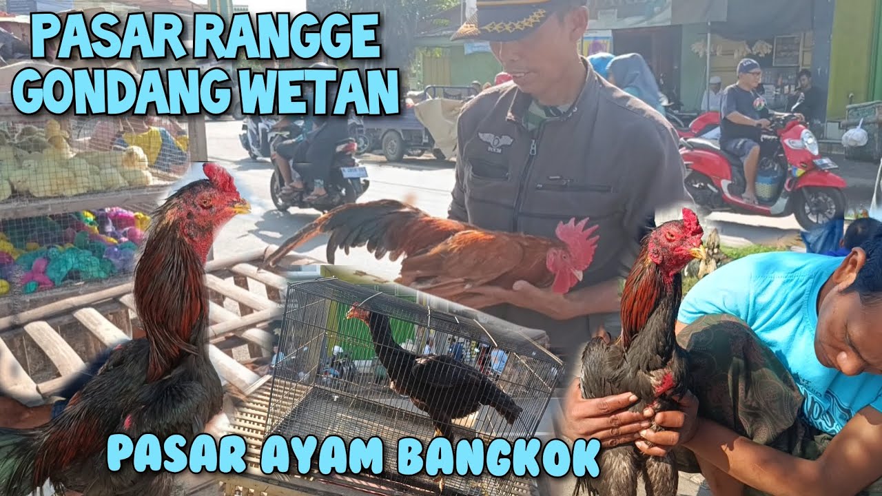 LIHAT HARGA AYAM BEBEK DAN BURUNG SATU MINGGU SEBELUM HARI RAYA IDUL ADHA DI PASAR RANGGE