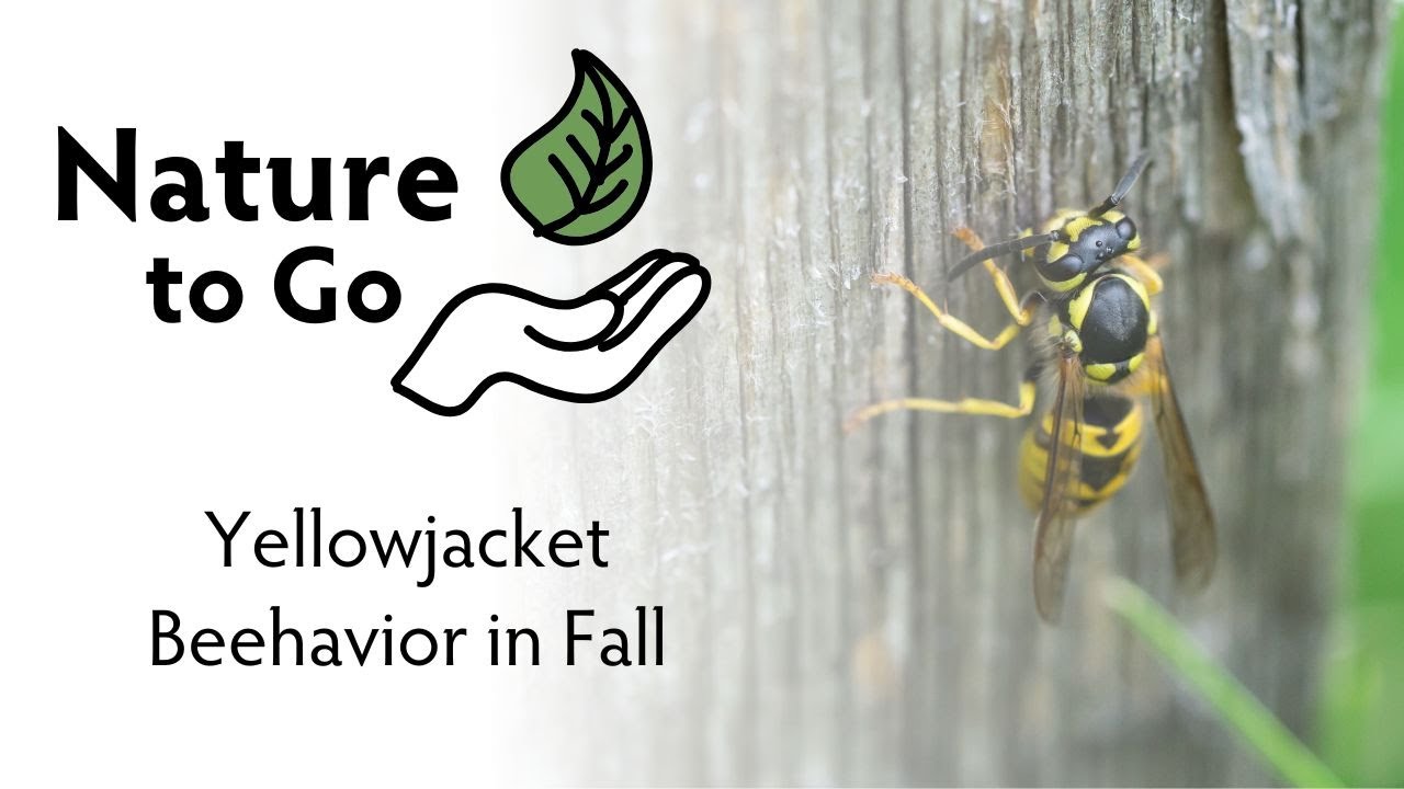 Nature to Go | What's Up With Wasps? – Yellowjacket Beehavior in Fall