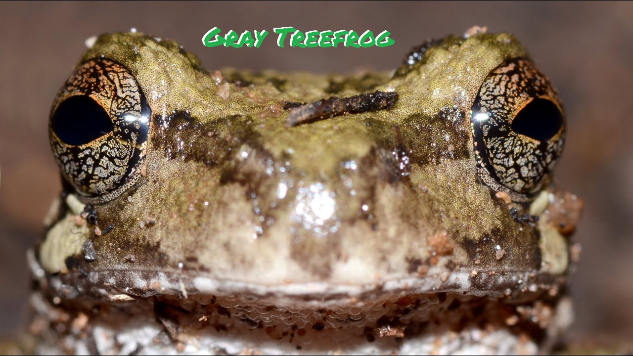 Gray Treefrog: Everything You Need to Know