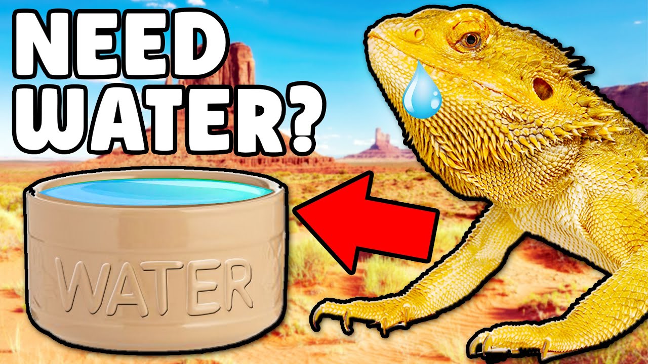 Do Bearded Dragons Need Water Bowls?