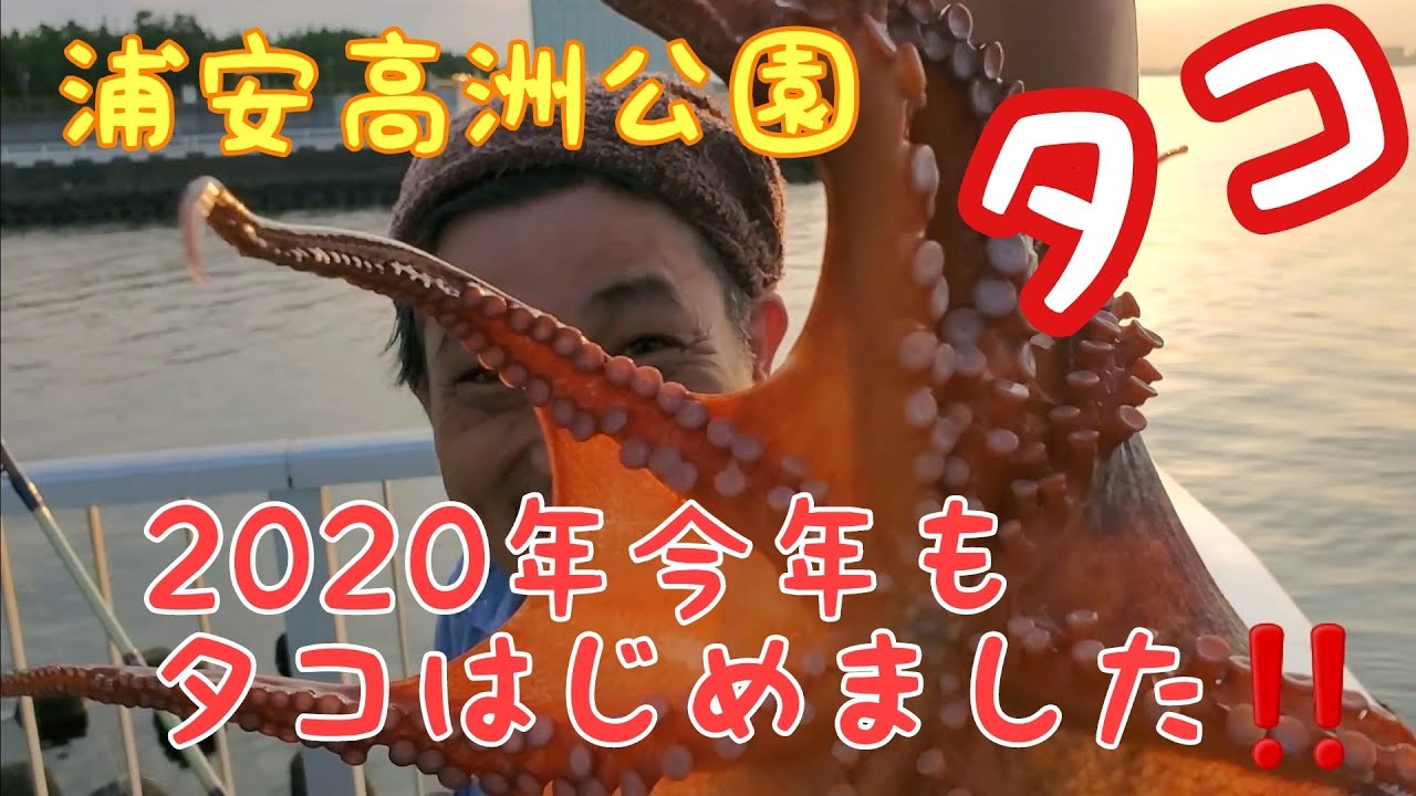 浦安高洲公園今年もタコ始めました‼️DAISO100円エギでタコを釣る‼️おかっぱりを満喫するぞ‼️