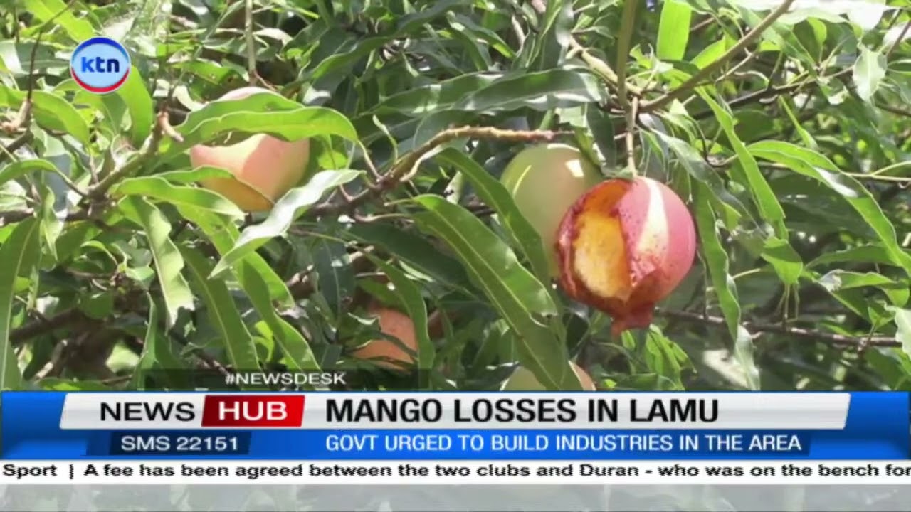 Mango farmers count losses in LAMU due to lack of market