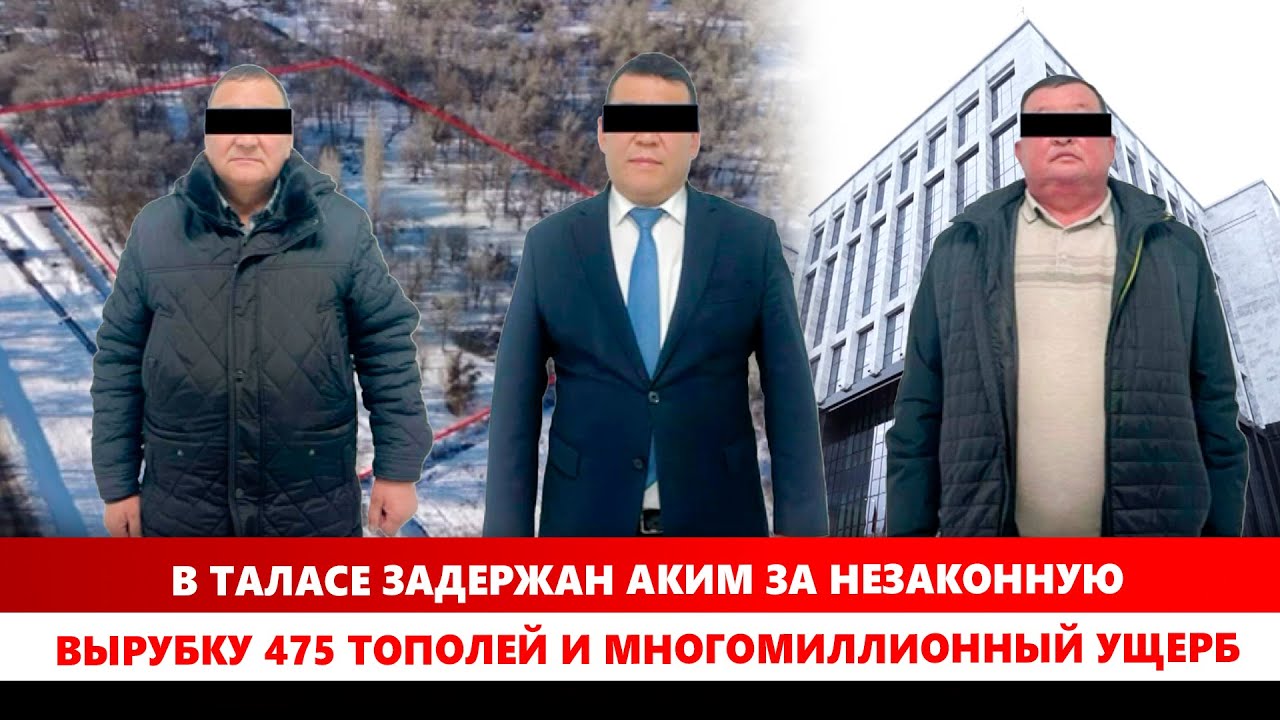 В Таласе задержан аким за незаконную вырубку 475 тополей и многомиллионный ущерб