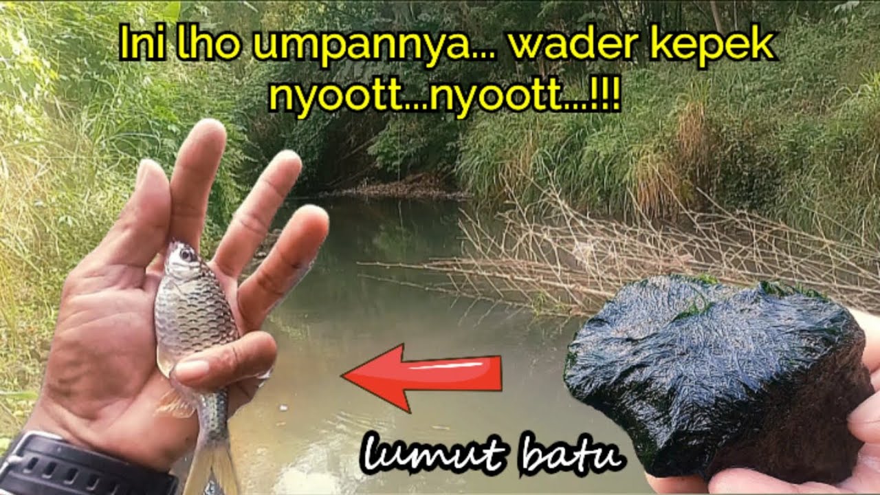 🟡Mancing wader kepek dengan umpan lumut batu...mantap