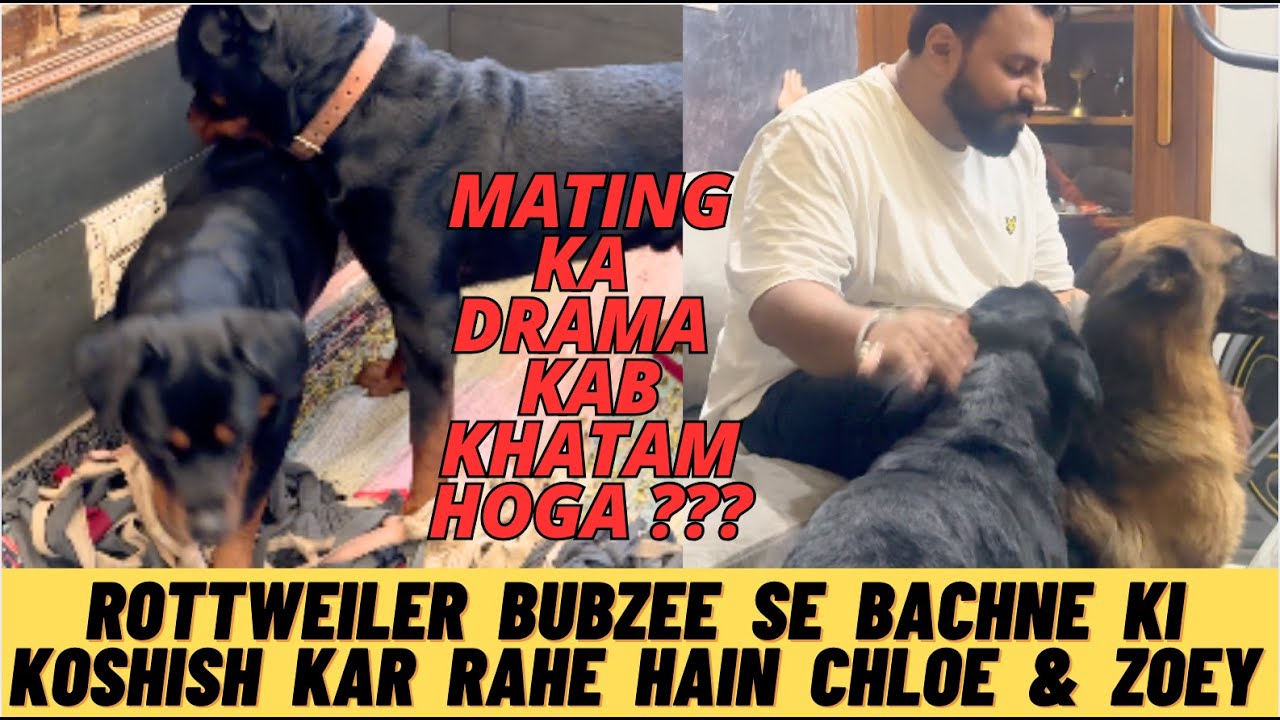Rottweiler Bubzee Ki Mating Ki Bhookh Kab Khatam Hogi ????  | Namitaology