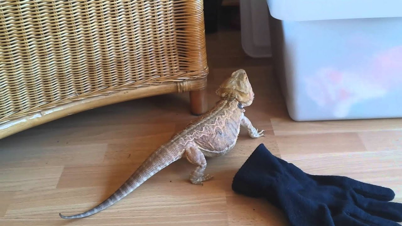 Playtime for cute bearded dragons!