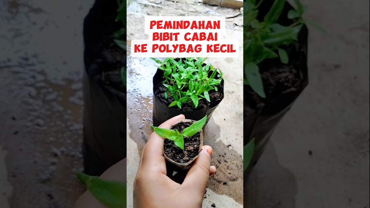 Step-by-Step Pindah Tanam Bibit Cabai Rawit ke Polybag #cabai #bibitcabe #tipsberkebun #gardening