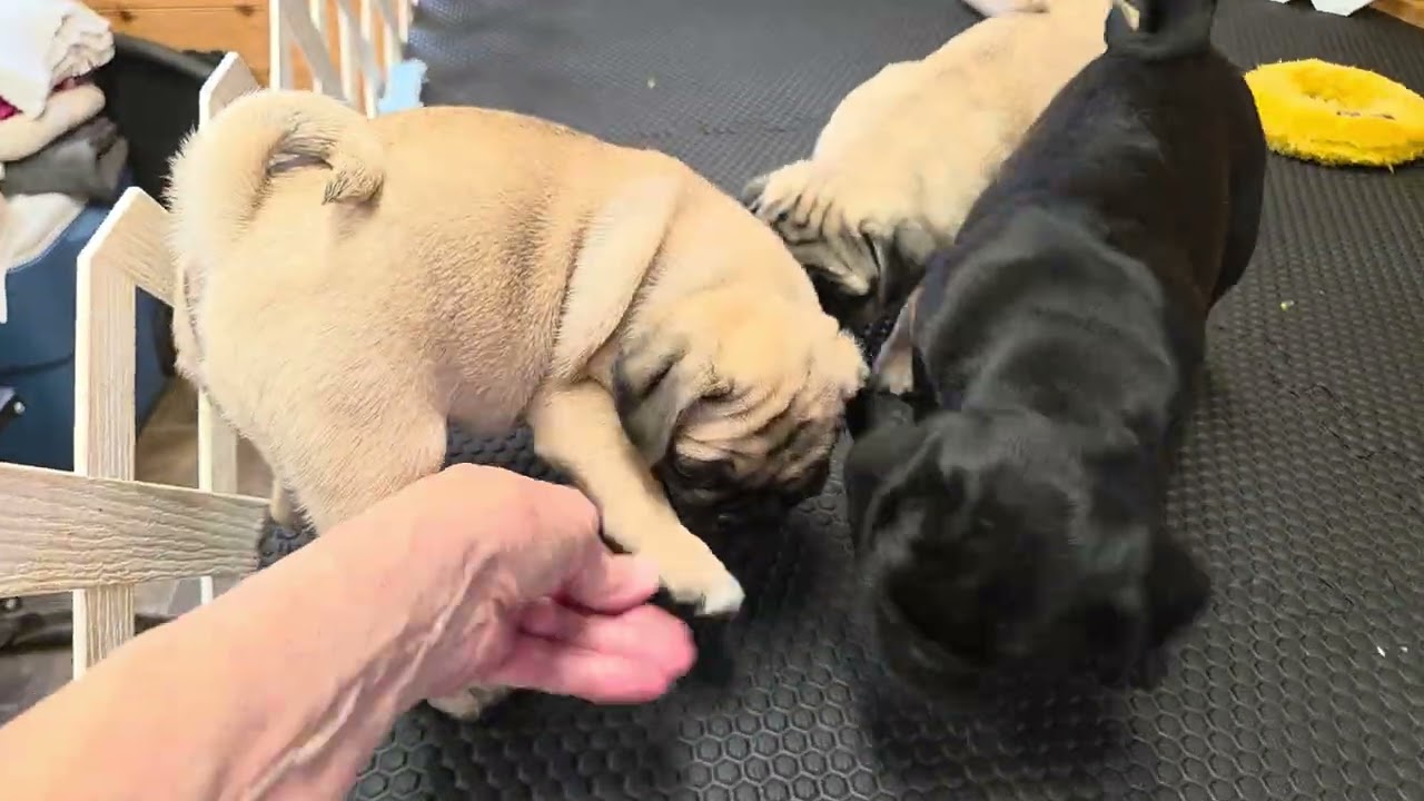 Brisket's beautiful shiny black female. 10 wks old