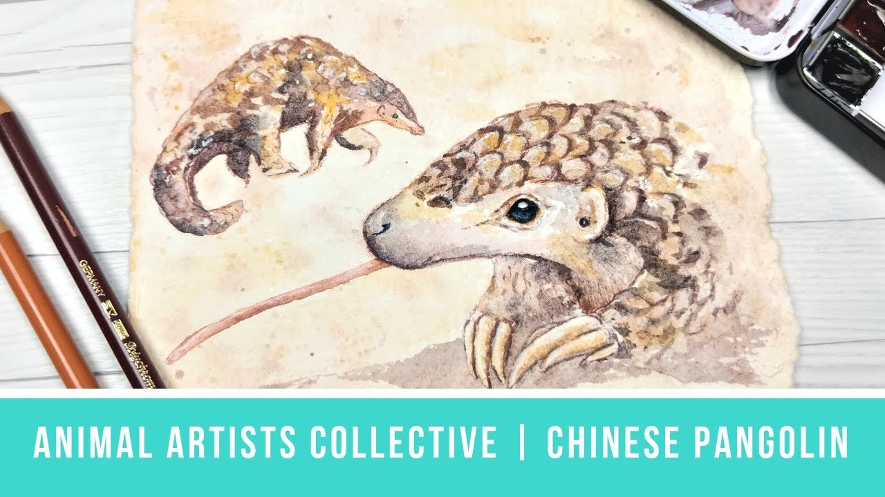 Animal Artists Collective: Painting the World's Most Trafficked Animal | Chinese Pangolin