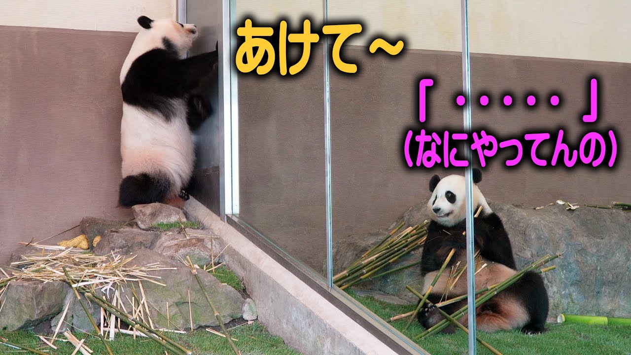 【ここ開かないんでしゅけど 扉ガリガリ】結浜の反応に注目！子パンダ楓浜そっち行きたいが今日も炸裂