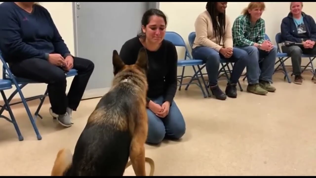 When Dogs Choose Their Humans 💔 — Adoption Moments January 2026