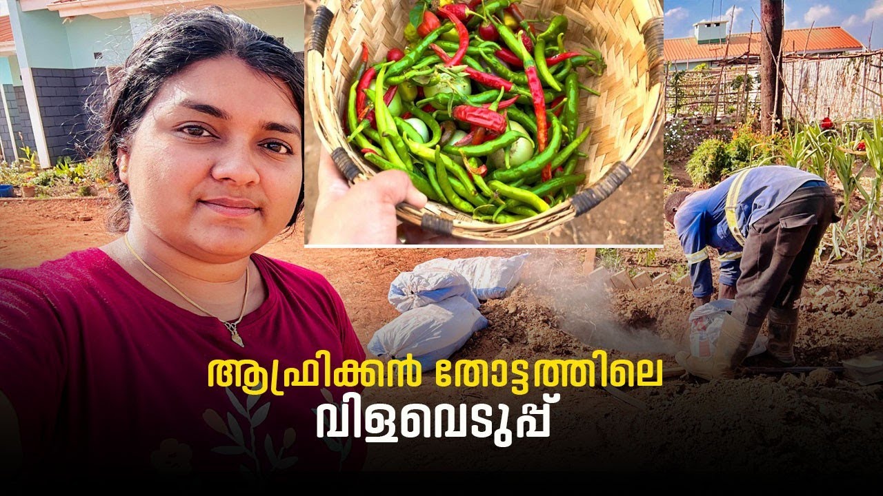Vegetable harvesting #africa #home #lifeofarunsumi 