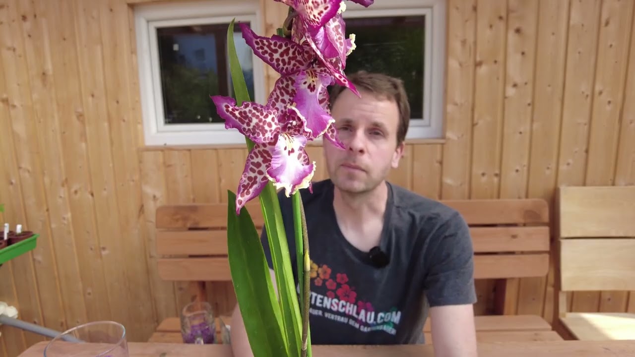 La bellezza desiderabile della principessa viola Degamoara