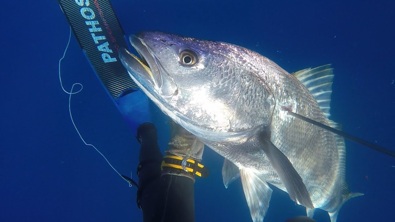 Pesca Submarina con Jose Miguel Lopez Corrales TEAM PATHOS vol1