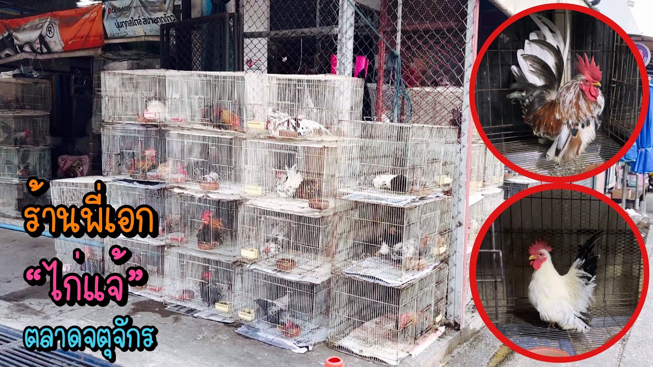 Zing’s Day l ร้านพี่เอก “ไก่แจ้” ตลาดสัตว์เลี้ยงจตุจักร
