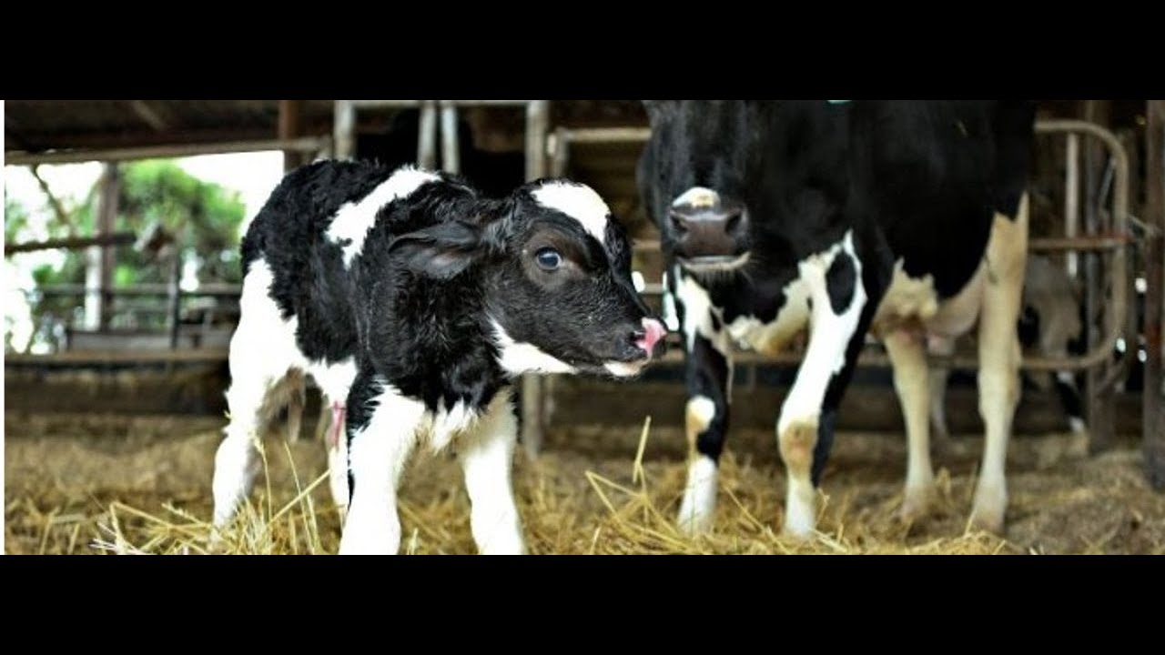 Criação de bezerras leiteiras garante um bom plantel
