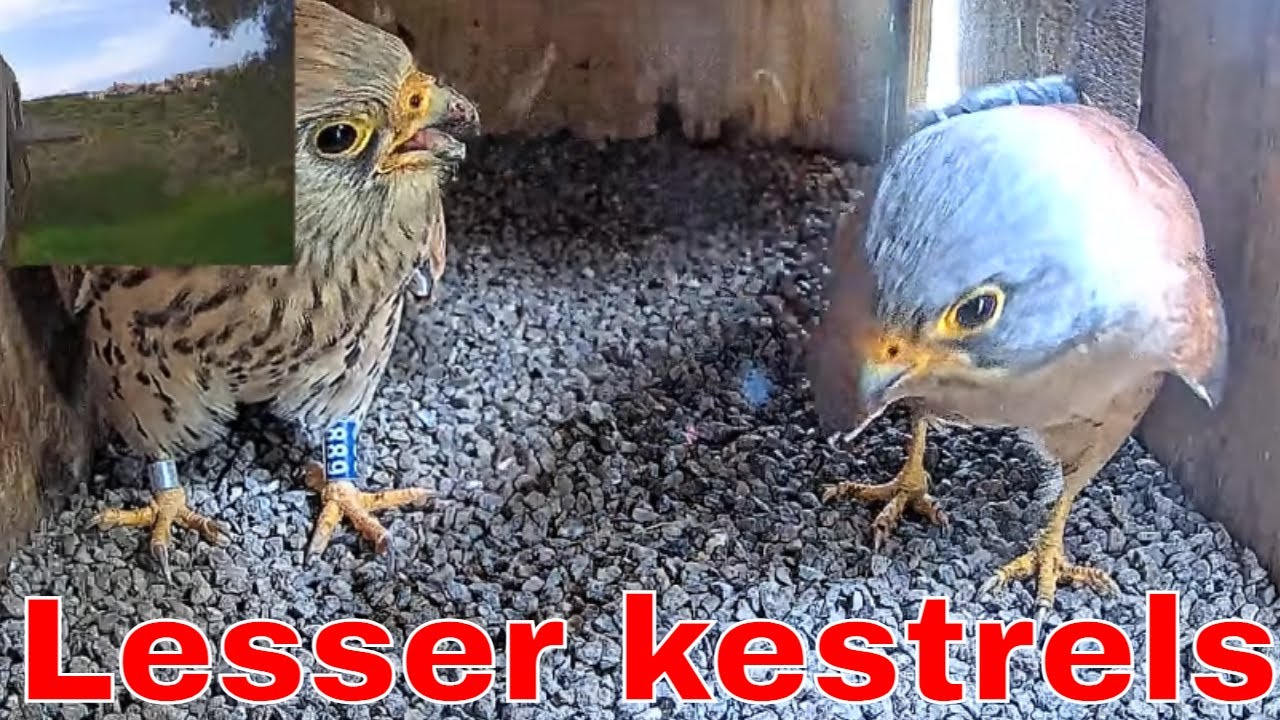Heartwarming Nature Moment 🦅 Lesser Kestrel Pair Courts