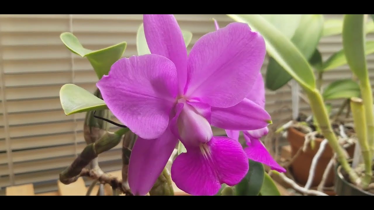 Cattleya walkeriana (4n) in bloom + Some Care Tips