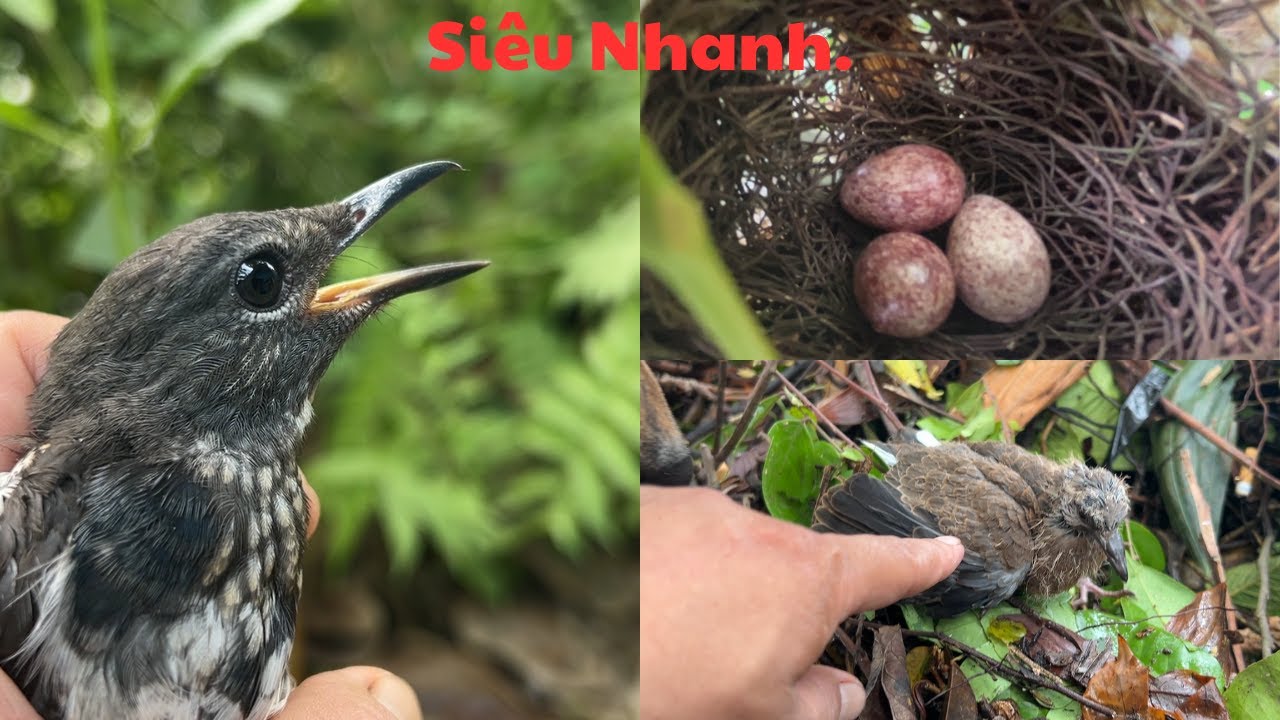 Phát Hiện Đàn Chim Chào Mào Ngủ Trên Cây Cực Thấp // Thử Đi B.ẫy Choè Than Bánh Tẻ//@Tuân Huệ VP ;0902158832. .