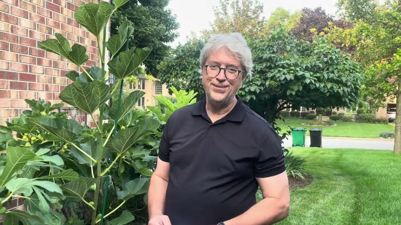 En Español: Seleccionando y comprando un Arbol de Higo