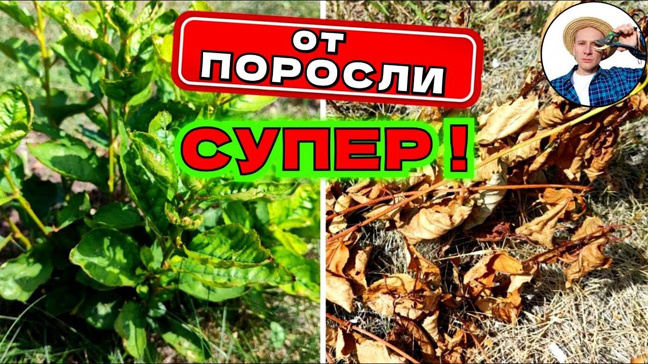 СУПЕР — как избавиться от поросли на 100%!🌳🔥