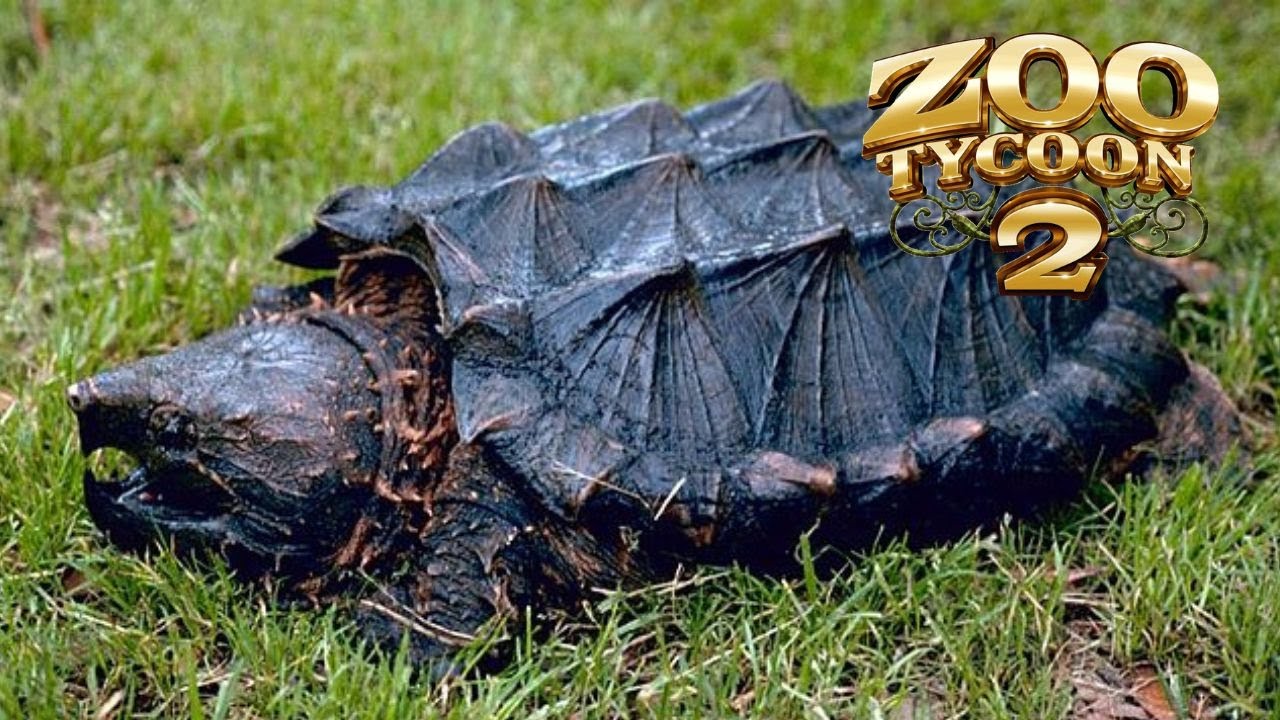 Zoo Tycoon 2 - Alligator Snapping Turtle Exhibit Speedbuild