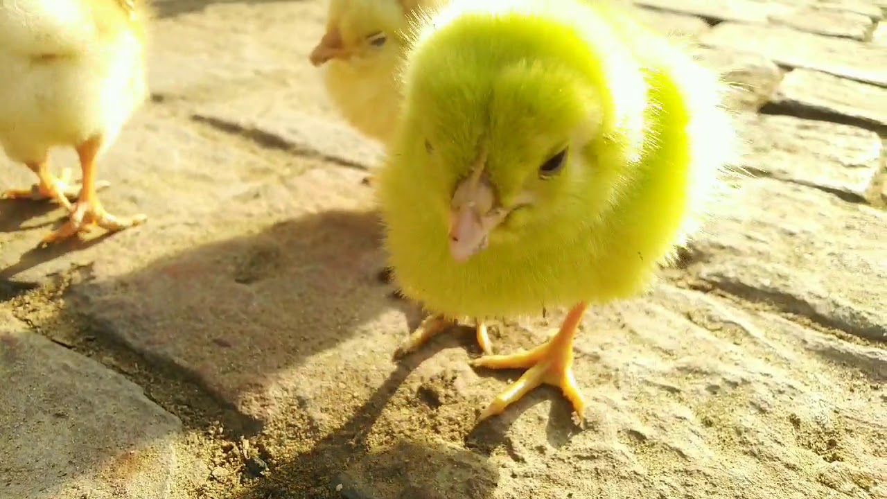 cuja cute