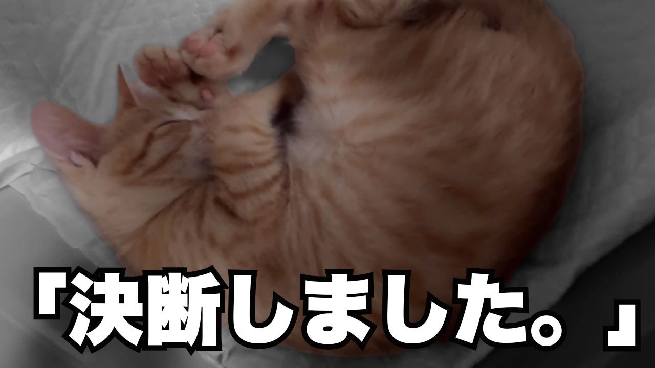 【奇跡】病気で家族が見つからない...別れを繰り返す元野良猫と保護猫ボランティアが出会ったとき...新しい物語が始まりました。