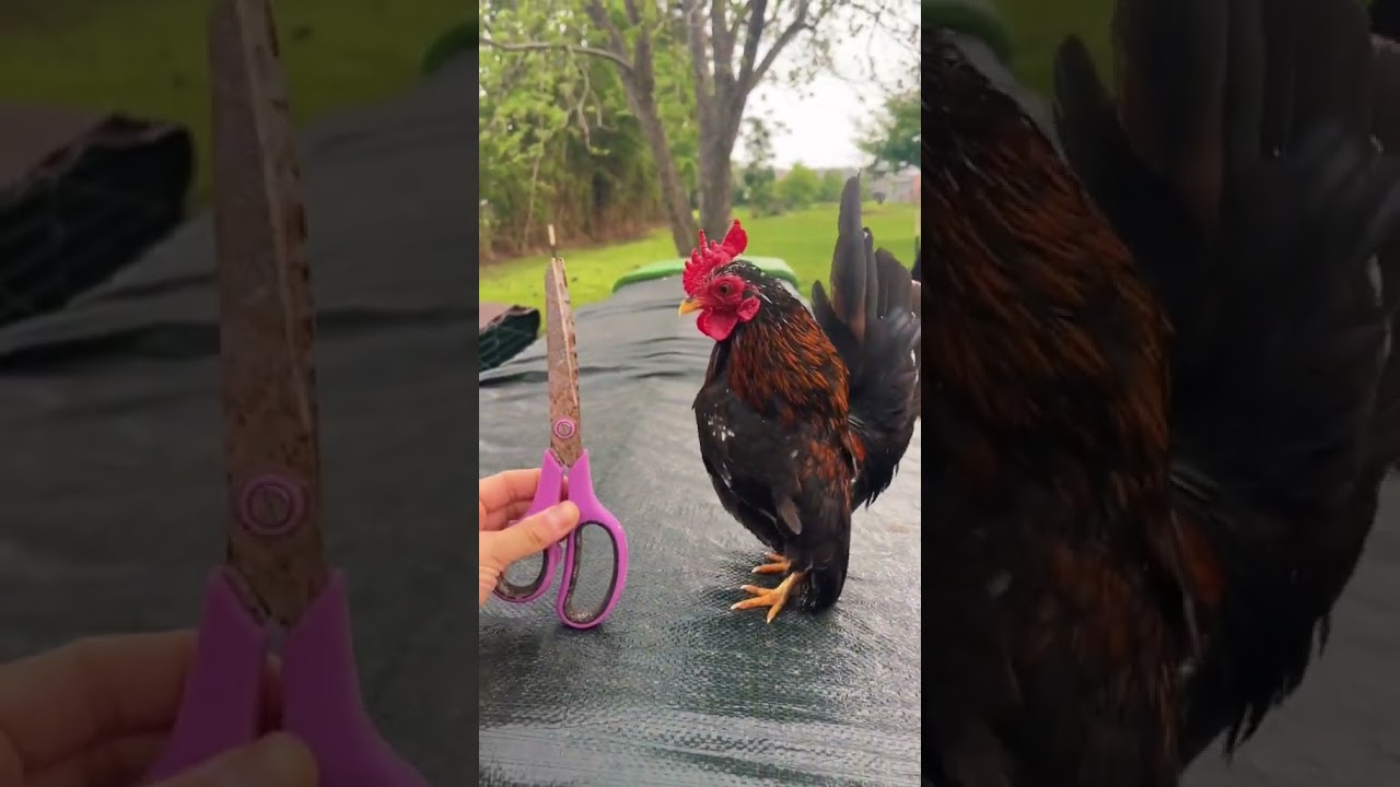 Микро-петух сеет хаос🐓🤦🏼&zwj;♀️