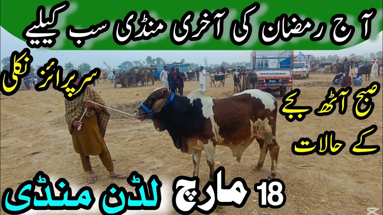 Today Luddan Mandi Fresh Update // Sahiwal Cholistani Bachra For Qurbani //Calves Market In Pakistan