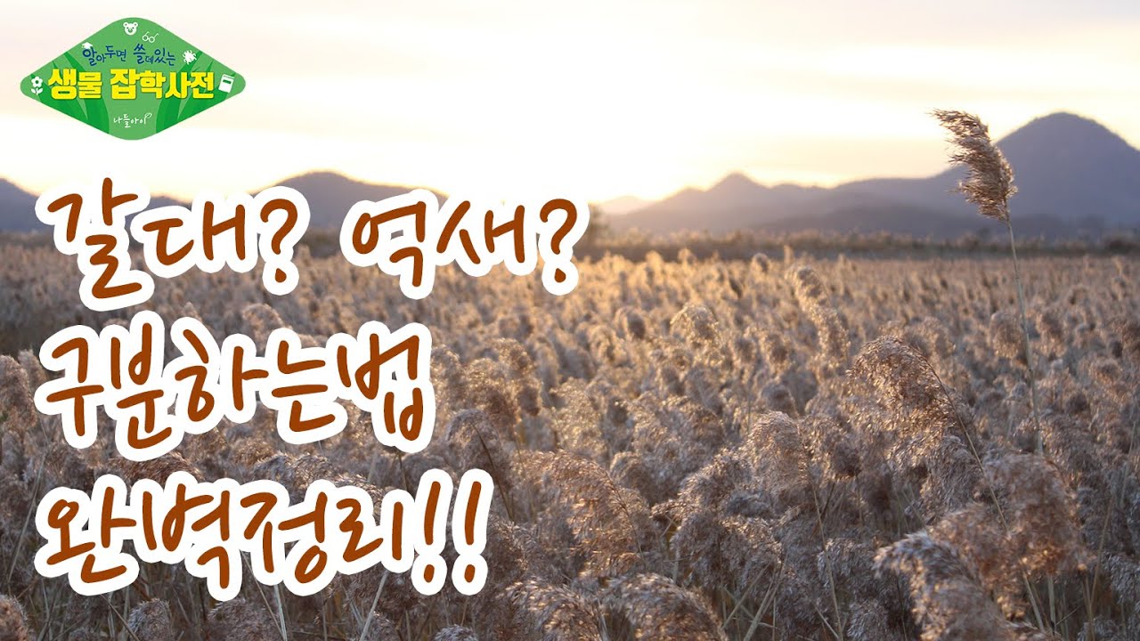 [알쓸생잡 16화] 갈대? 억새? 구분하는 법 완벽정리!!