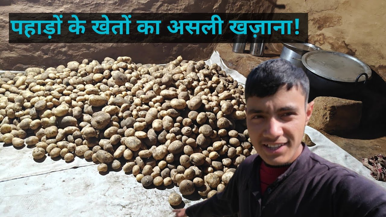 Shocking Harvest! इतने सारे आलू 😱 यकीन नहीं होगा!