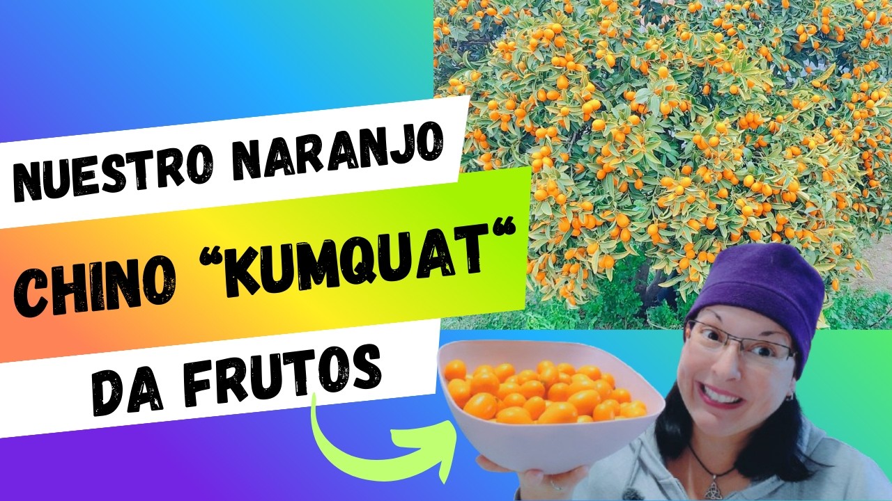 Cosecha de Kumquat🍊 y Mermelada Casera 🍯[ Paso a Paso Muy Fácil ] |  