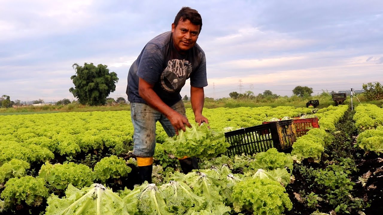 COLHENDO 336 PÉS DE ALFACE CRESPA DIRETO DA ROÇA O PREÇO É 35 REIAS A CAIXA AGRICULTURA FAMILIAR