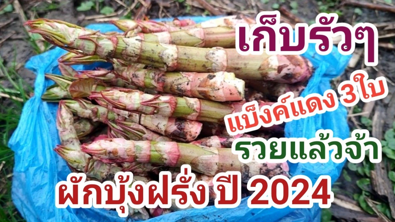 เมีย-ฝรั่งเก็บขวด! เก็บรัวๆทั้งขวดทั้งผักบุ้งฝรั่ง เอาของเก่าไปส่ง ของใหม่ก็ได้มา รวยๆจ้า|06.03.2024