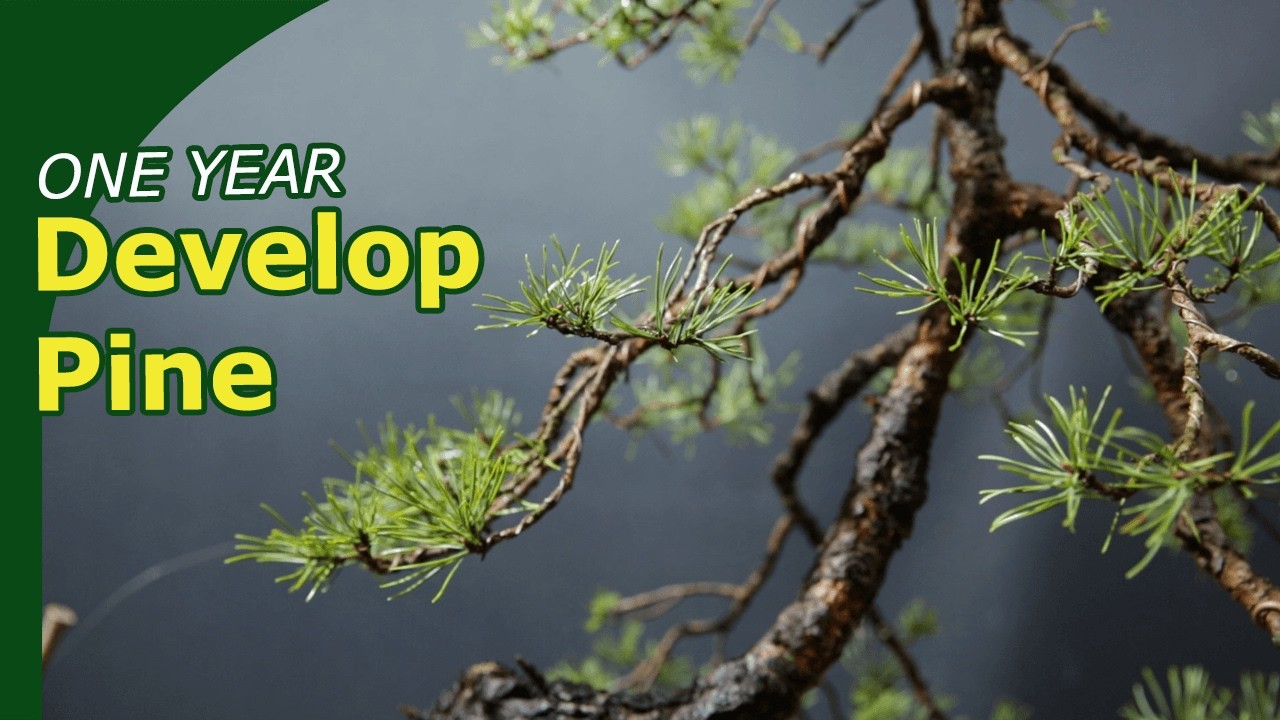 How to Develop Pine Bonsai? (One full development year)
