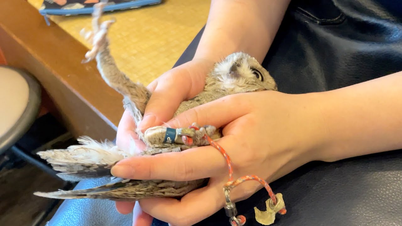 うちのフクロウが泣いちゃいました…