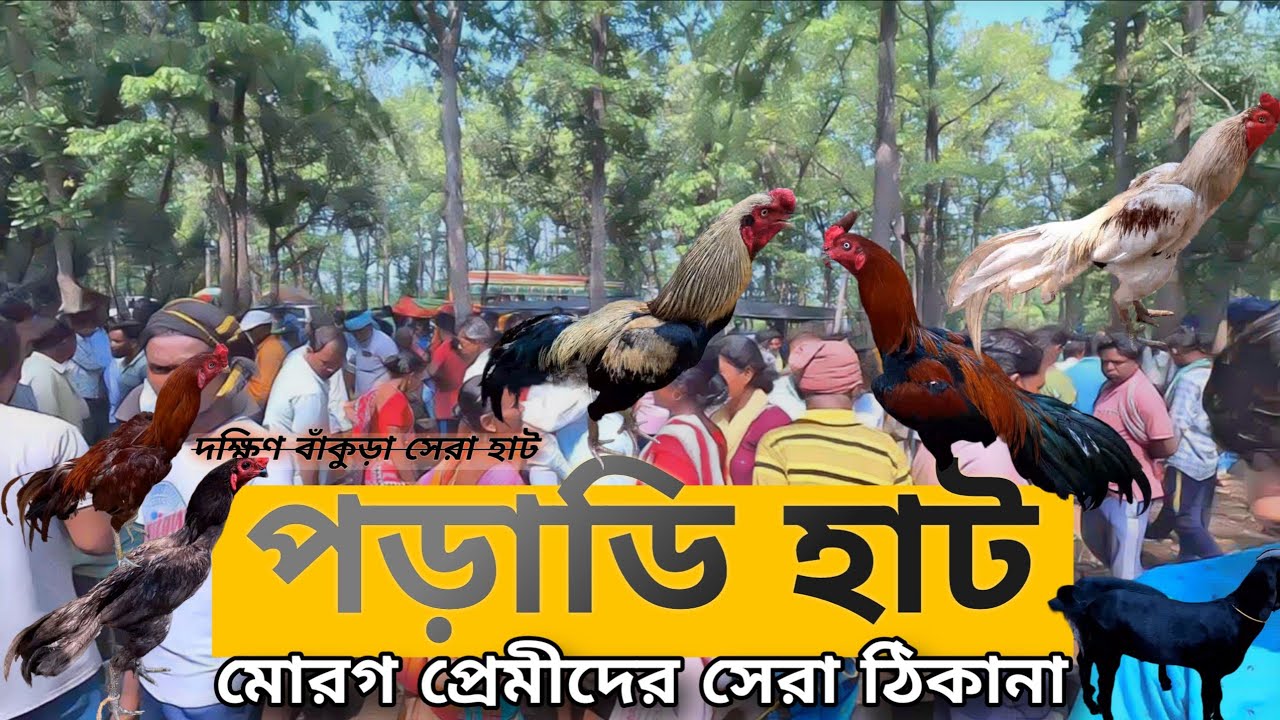 সেরা মোরগের হাট || পড়াডি হাট || Poradhi haat || সস্তা থেকে দামি সমস্ত রকম with @achenaporshi