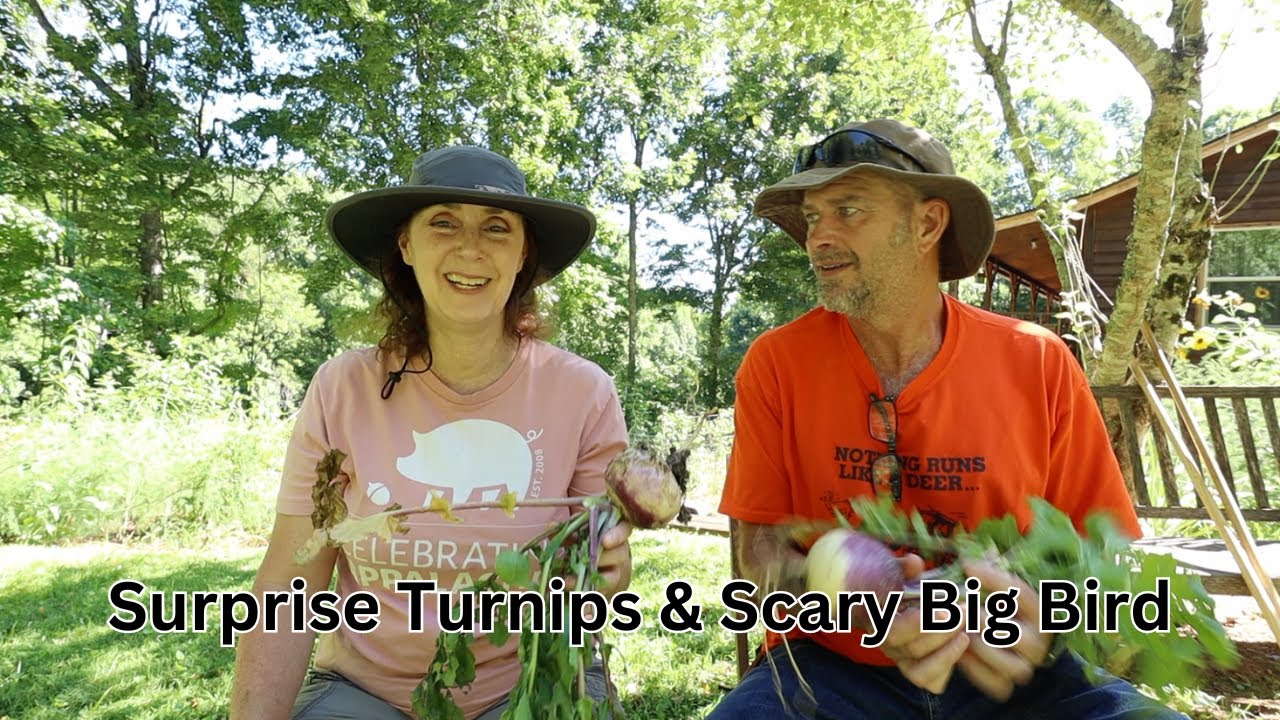 Lay By Time in the Garden, Harvesting Garlic, & Surprise Turnips