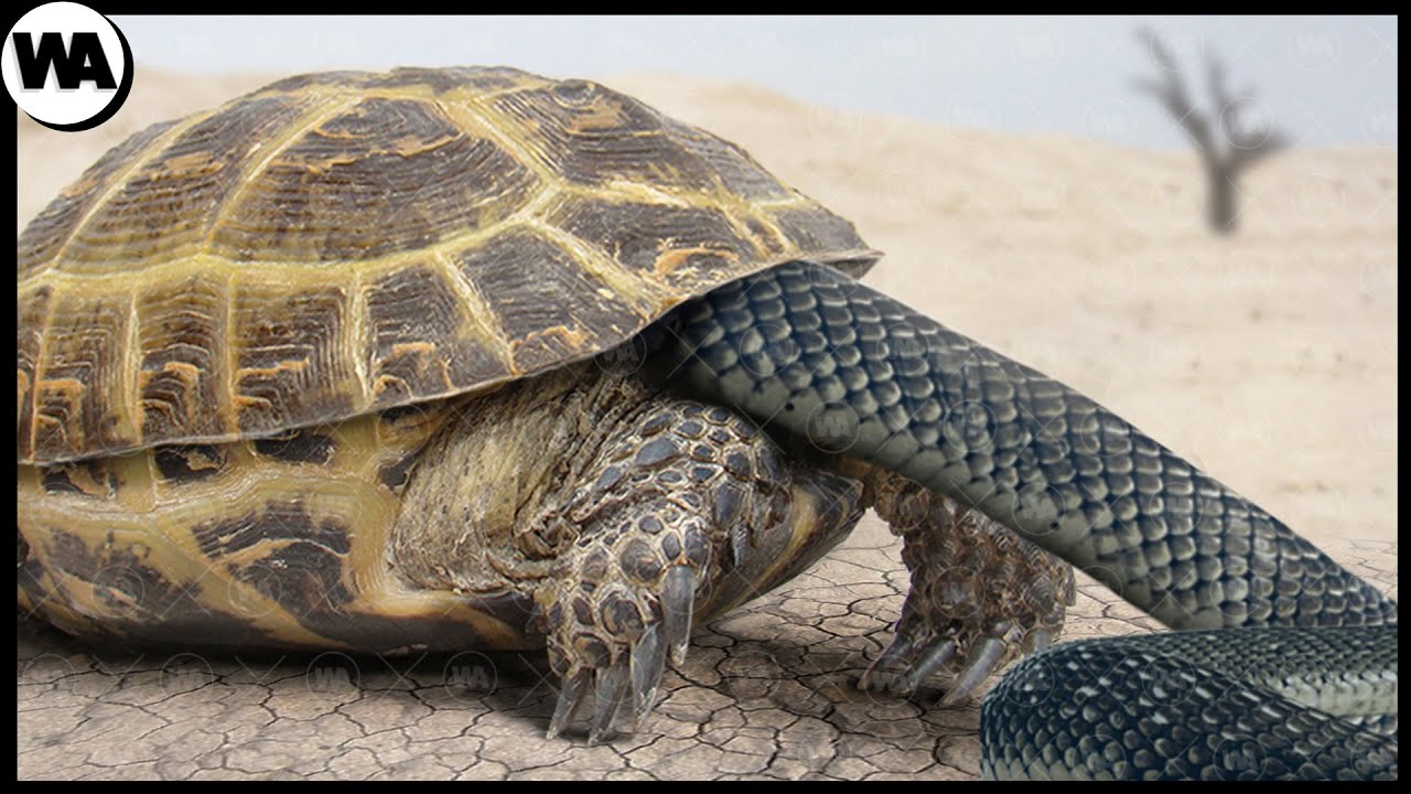 É Assim Que as Tartarugas Se Protegem das Cobras