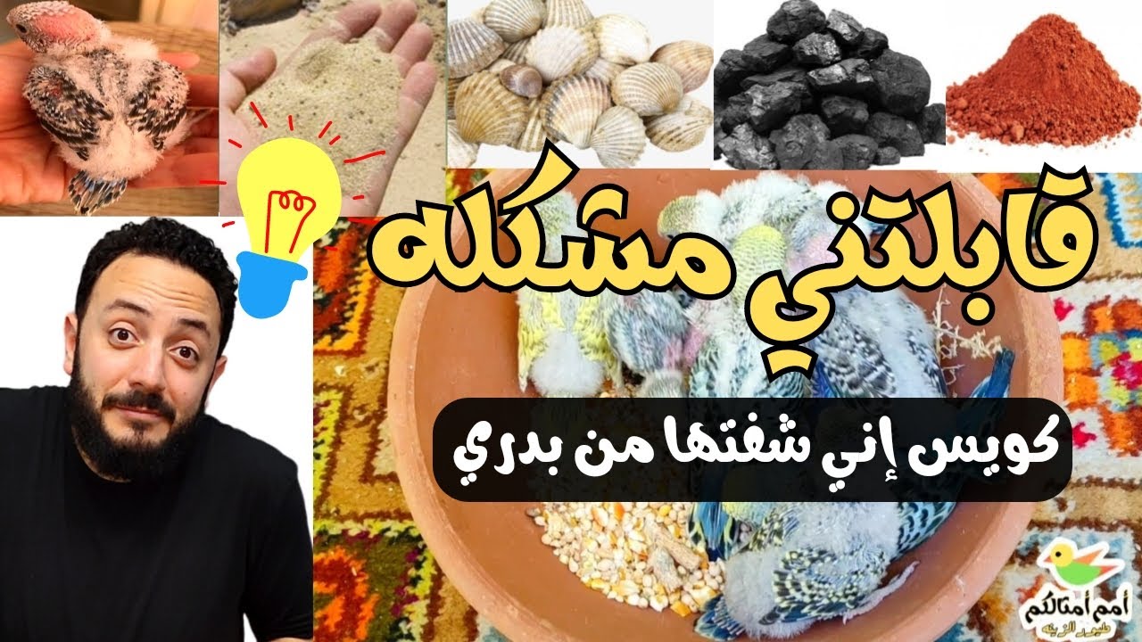 أفضل علاج التمليح عند البادجي أو التمليح عند الكوكتيل