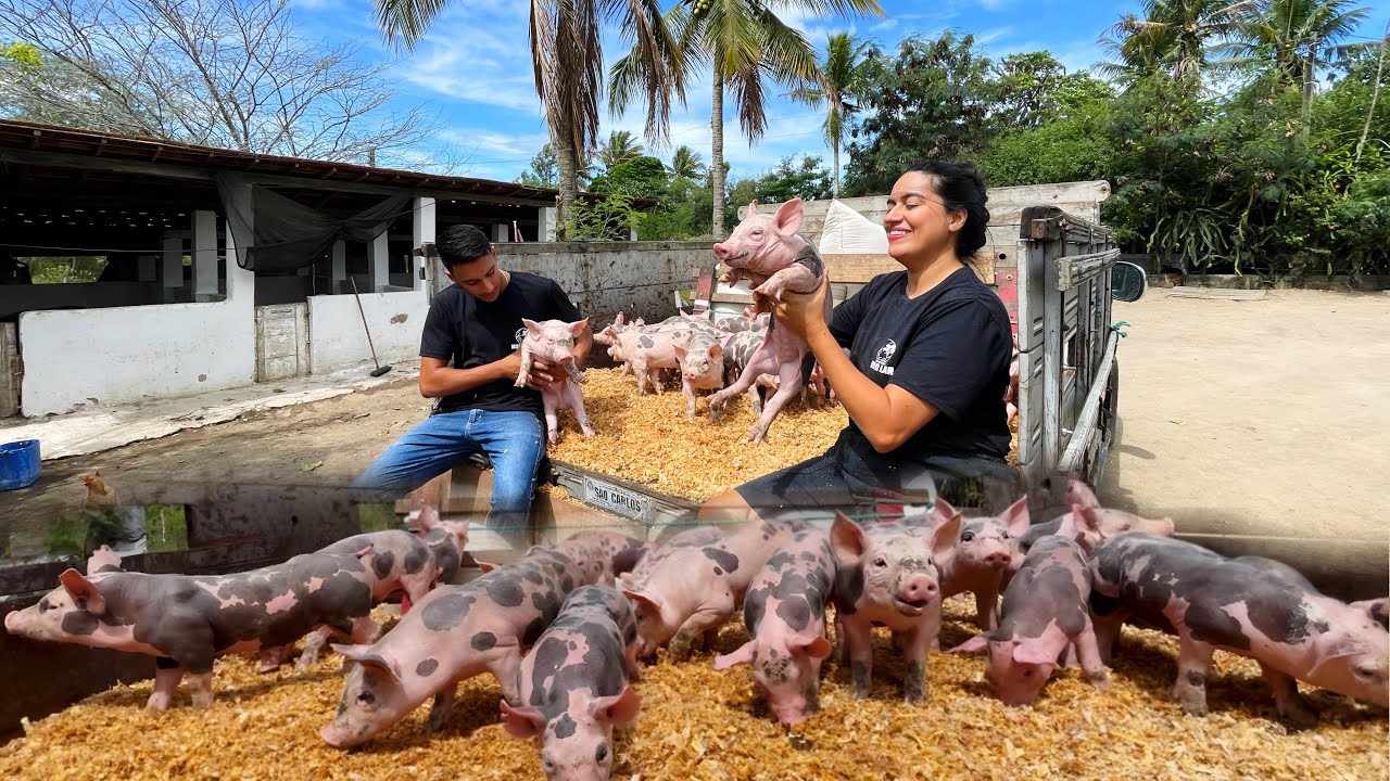 DESMAME DE 35 LEITÕES COM 28 DIAS , MARRÃS E VIAGENS COM ENTREGA DE SUÍNOS