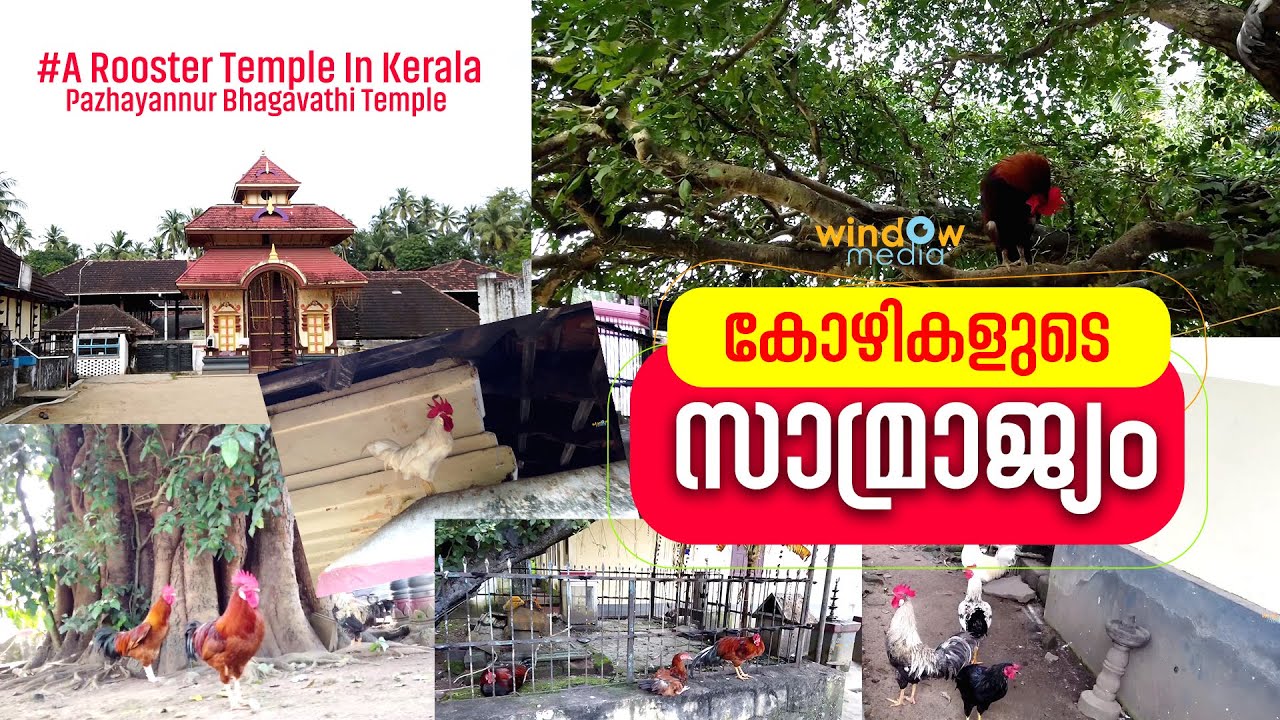 കോഴികളുടെ സാമ്രാജ്യം | പഴയന്നൂര്‍ ഭഗവതി ക്ഷേത്രം A 'Rooster Temple' | Pazhayannur Bhagavathi Temple