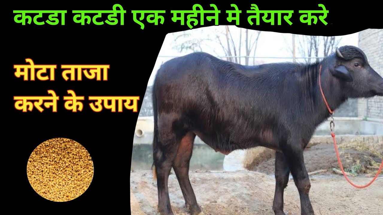 कटडे कटडी को मोटा तगडा करे 1 महीने मे 👌 katda katdi 1 mhine me mota tgda kare | calf farming 