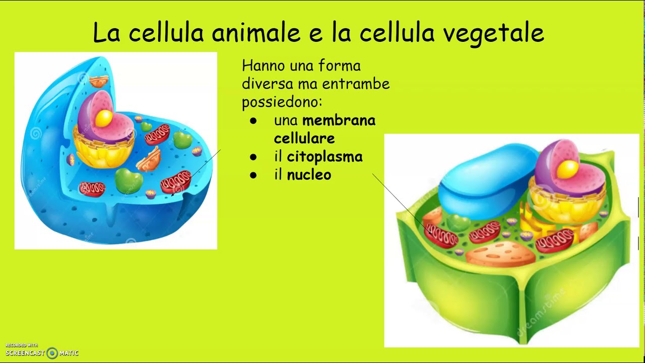 Dalla cellula all'organismo