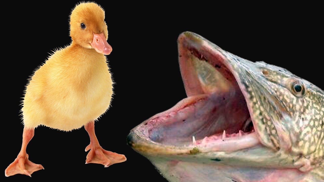 Pike attack compilation